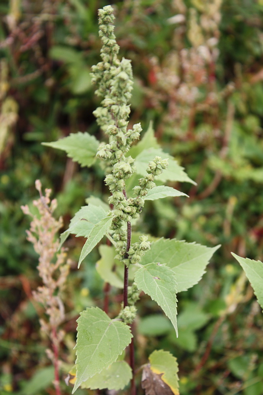 Изображение особи Cyclachaena xanthiifolia.