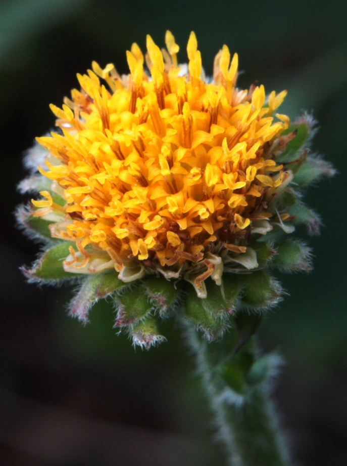 Image of Aster tolmatschevii specimen.