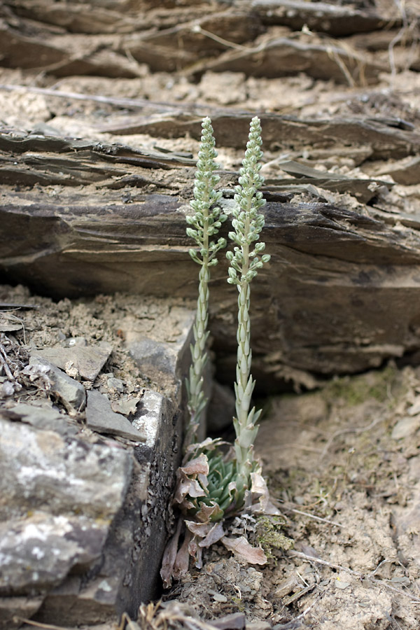 Image of Rosularia subspicata specimen.