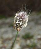Alopecurus vaginatus