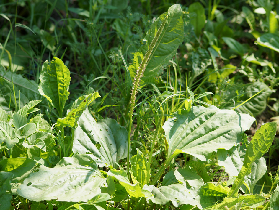 Изображение особи Plantago major.