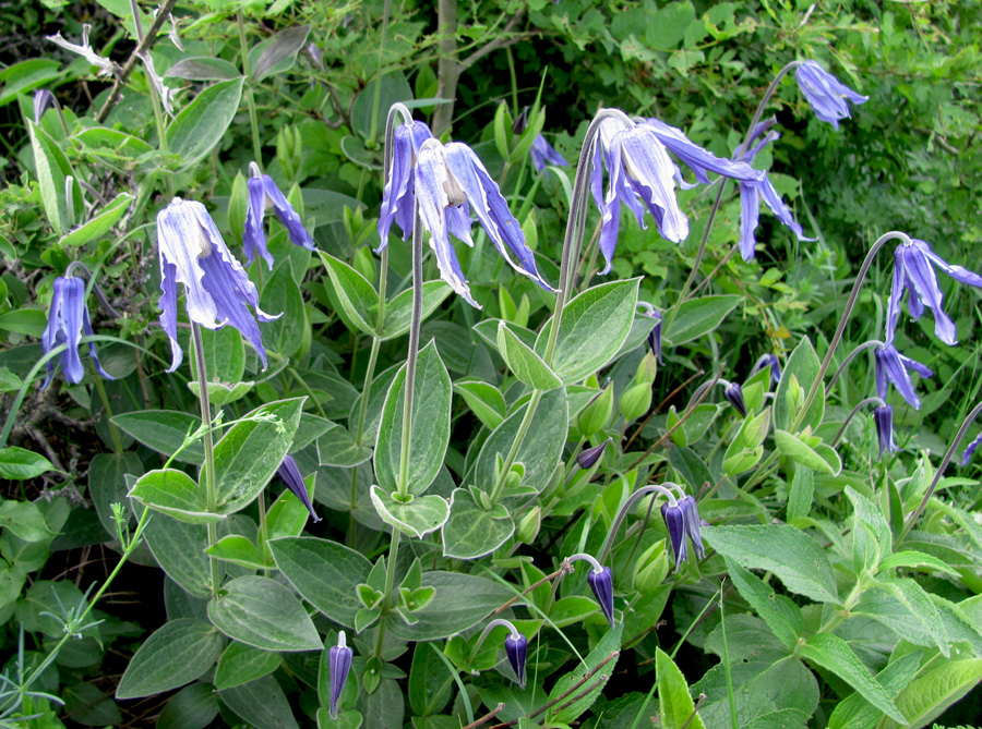 Image of Clematis integrifolia specimen.