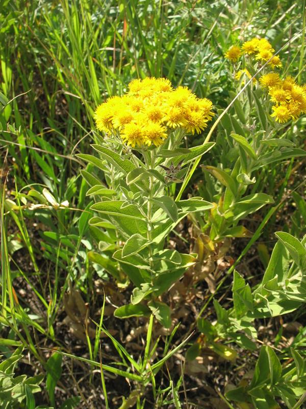 Image of Inula germanica specimen.