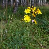 Hieracium umbellatum. Верхушка цветущего растения. Свердловская обл., г. Екатеринбург, окр. пос. Шабровский, берёзовый лес. 15.08.2015.