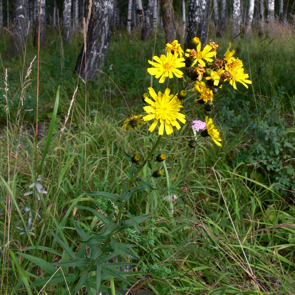 Изображение особи Hieracium umbellatum.