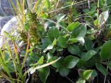 genus Salix