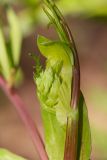 Lathyrus pisiformis. Часть побега с развивающимся соцветием. Татарстан, Нижнекамский р-н, окр. дер. Благодатная, лесостепной участок с чередованием степи и перелесков с преобладанием дуба, среди древостоя. 14 мая 2016 г.