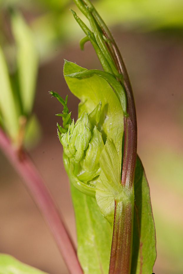 Изображение особи Lathyrus pisiformis.