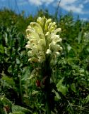 Pedicularis sibthorpii