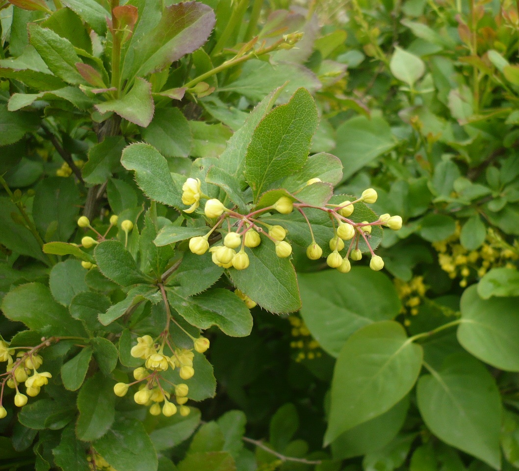 Изображение особи род Berberis.