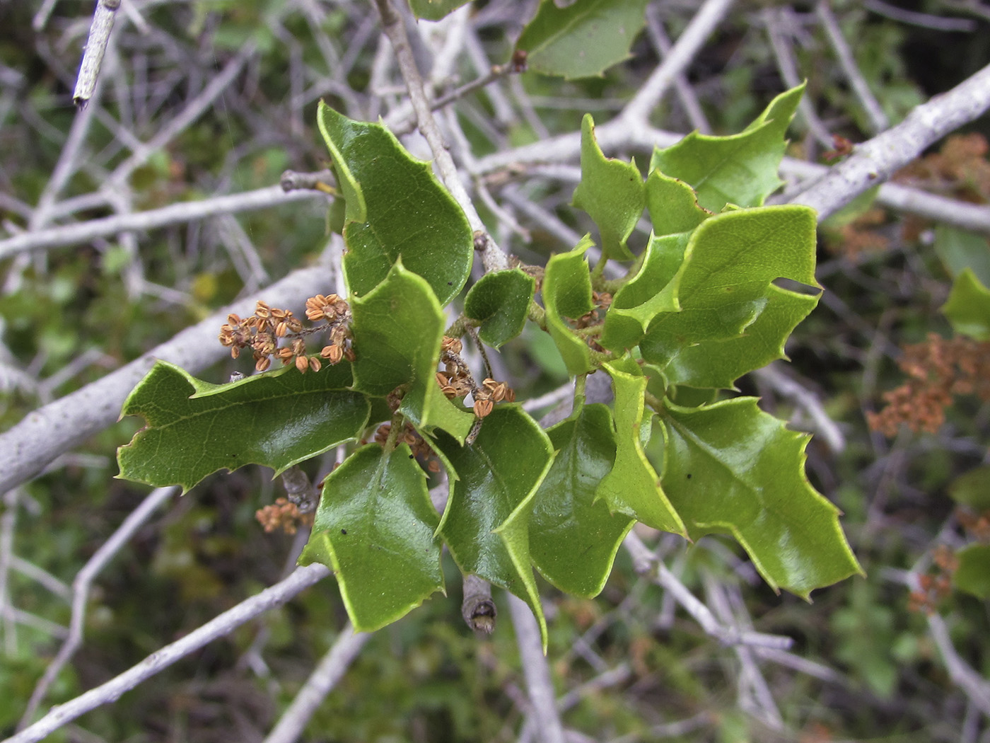 Изображение особи Quercus coccifera.