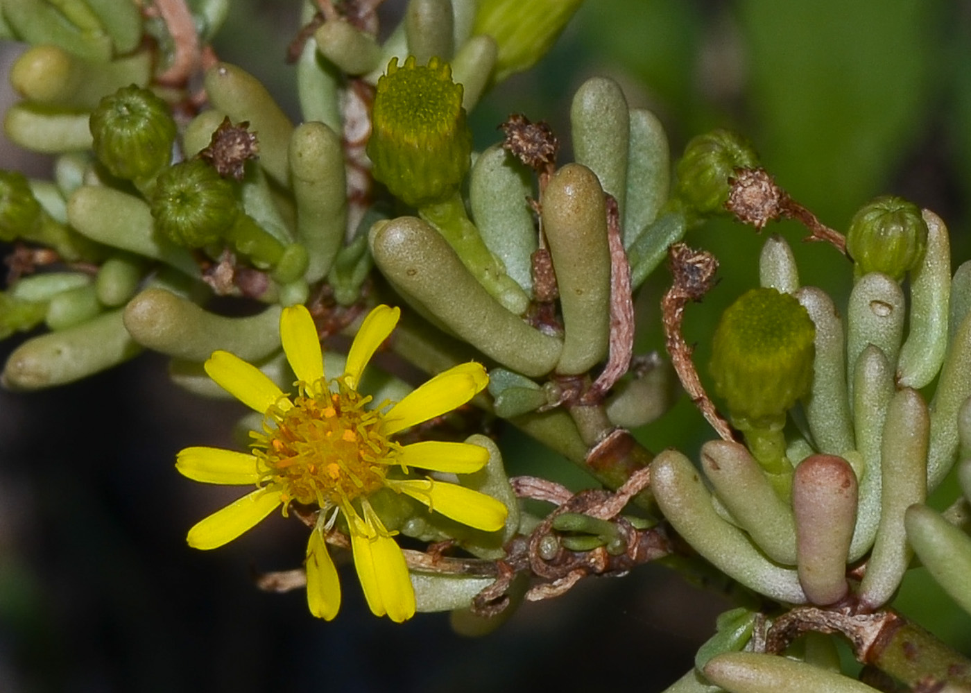 Image of Limbarda crithmoides specimen.