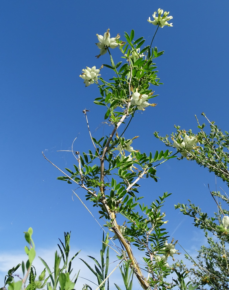 Изображение особи Astragalus veresczaginii.