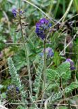 Oxytropis albovillosa. Растение в цвету. Казахстан, Южно-Казахстанская (Чимкентская) обл., заповедник \"Аксу-Джабаглы\"; северный макросклон хр. Талласский Алатау, верхняя треть ущелья Кши-Каинды; альпинотипная группировка на эрозионном скальном уступе, выс. 2300 м н.у.м. 3 июня 2016 г.