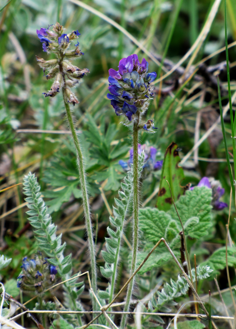 Image of Oxytropis albovillosa specimen.