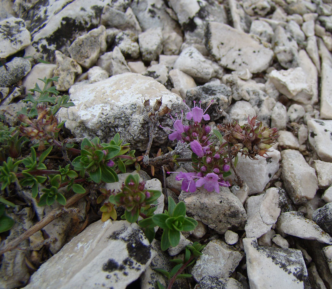 Image of Thymus zheguliensis specimen.