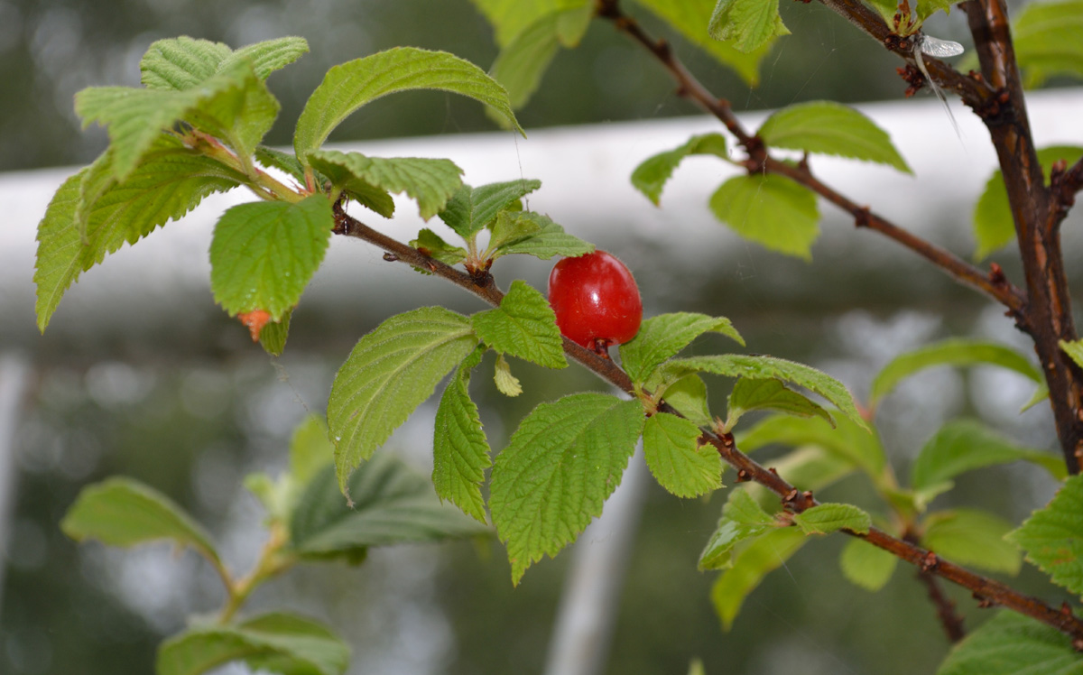 Изображение особи Cerasus tomentosa.