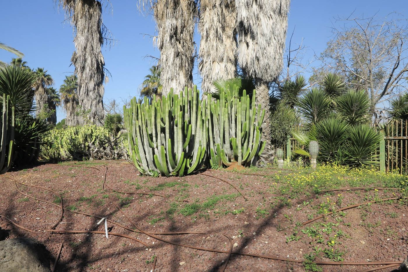 Изображение особи Euphorbia canariensis.