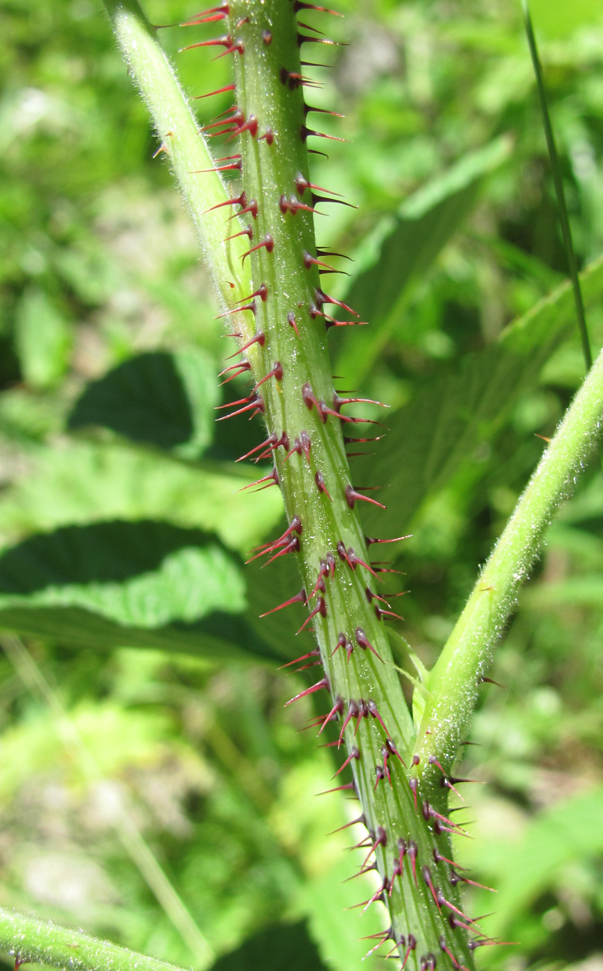 Изображение особи Rubus idaeus.