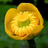 Nuphar lutea