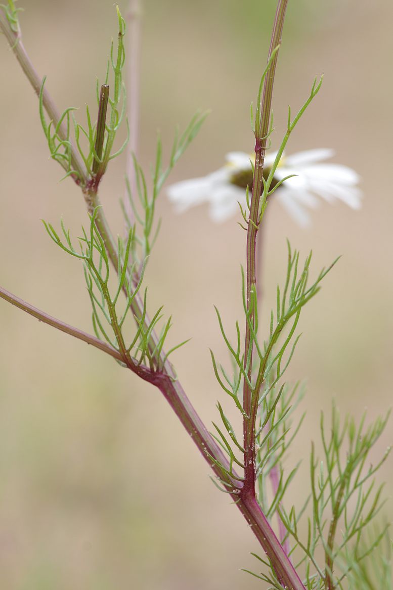 Изображение особи Tripleurospermum subpolare.