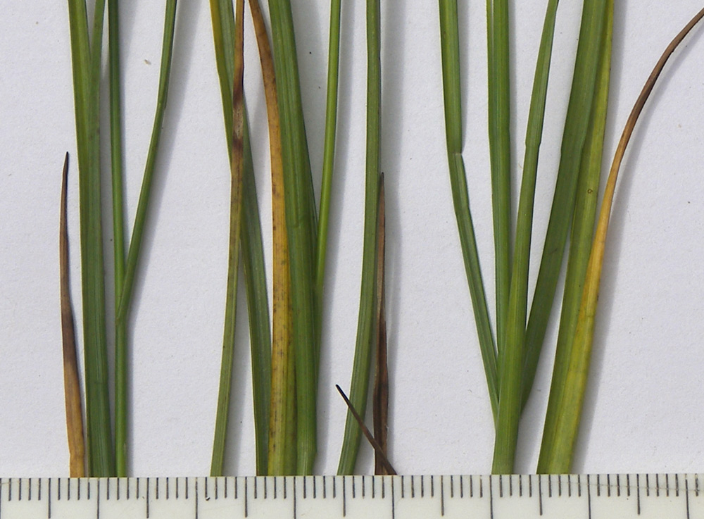 Image of Blysmus compressus specimen.