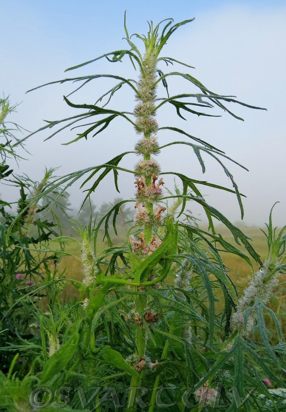 Изображение особи Leonurus tataricus.