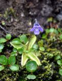 Pinguicula vulgaris