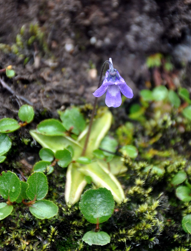 Изображение особи Pinguicula vulgaris.