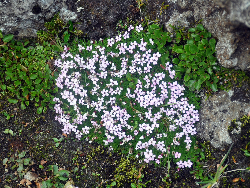 Изображение особи Silene acaulis.