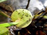 Hydrocharis morsus-ranae. Плавающий лист с сидящими насекомыми. Марий Эл, г. Йошкар-Ола, Малая Кокшага. 05.09.2016.