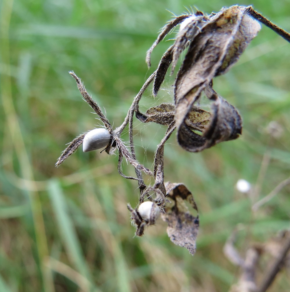 Изображение особи Lithospermum officinale.