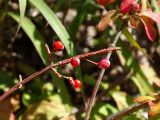 Euonymus sacrosanctus. Верхушка веточки с плодами. Приморье, окр. г. Находка, гора Сестра, на скалистом гребне отрога, у тропы. 29.09.2016.