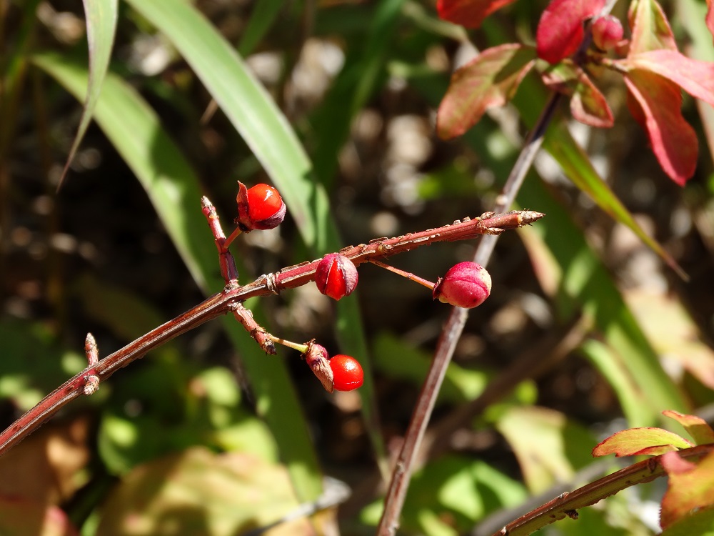 Изображение особи Euonymus sacrosanctus.