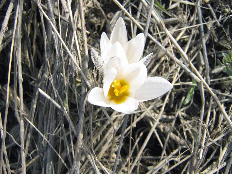 Изображение особи Crocus alatavicus.