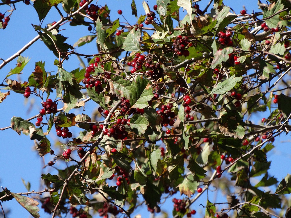 Image of Crataegus maximowiczii specimen.