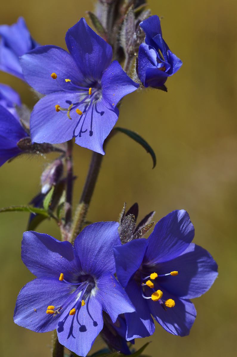 Изображение особи Polemonium caucasicum.