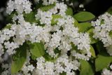 Deutzia parviflora. Цветки и листья. Санкт-Петербург, Ботанический сад БИН РАН. 10.06.2015.