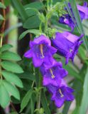 Campanula medium. Часть соцветия. Республика Татарстан, Зеленодольский р-н, Раифский Богородицкий монастырь, цветник. 19.06.2015.