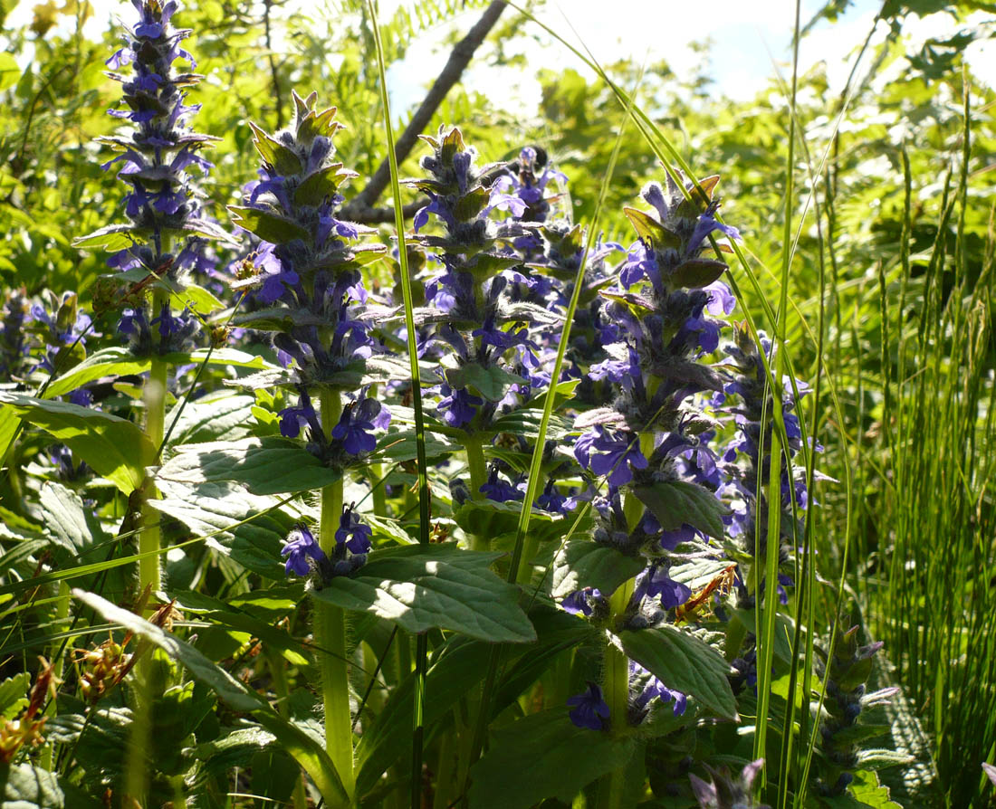 Image of Ajuga genevensis specimen.