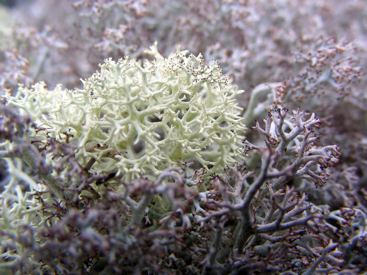 Изображение особи Cladonia uncialis.