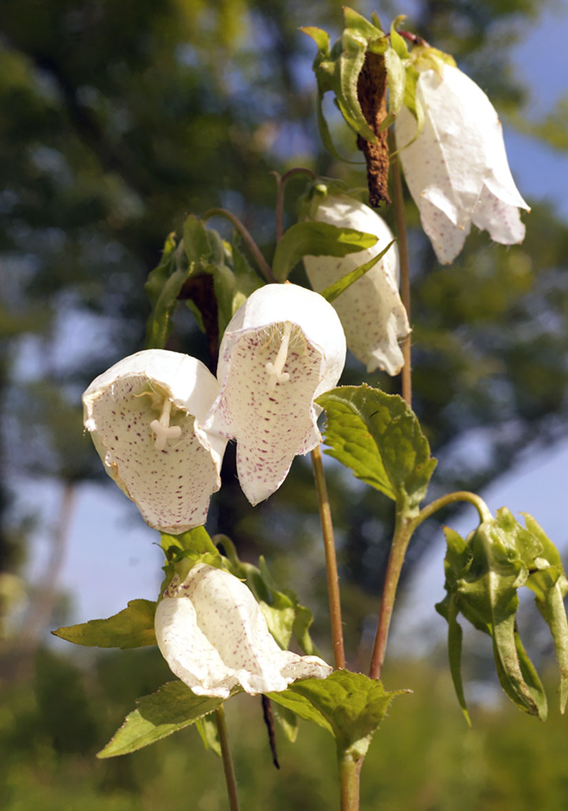 Image of Campanula punctata specimen.