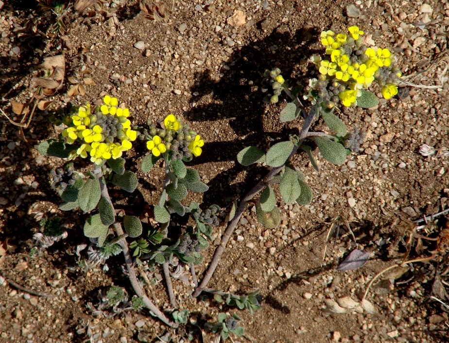 Image of Odontarrhena obovata specimen.
