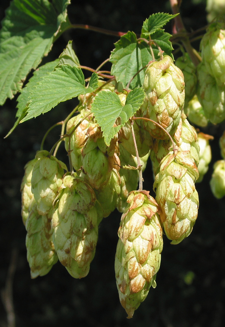 Image of Humulus lupulus specimen.