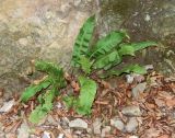 Phyllitis scolopendrium