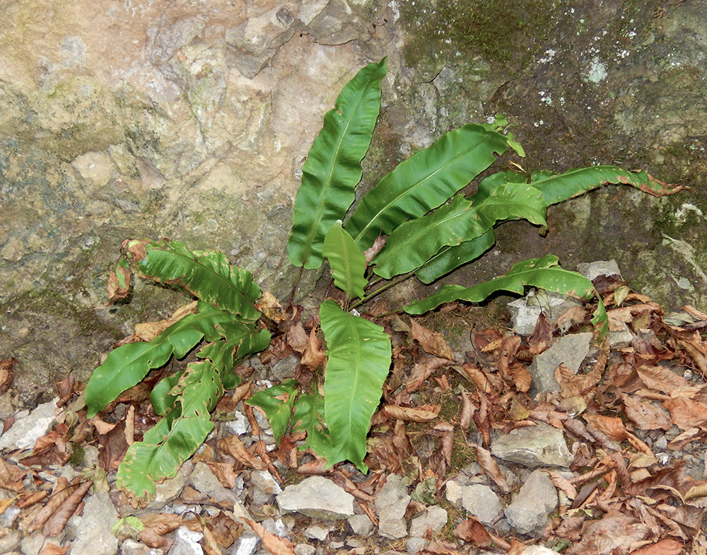 Image of Phyllitis scolopendrium specimen.