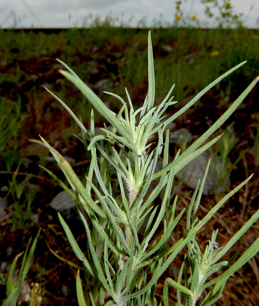 Image of Plantago arenaria specimen.