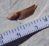 Image of taxon representative. Author is Анна Малыхина