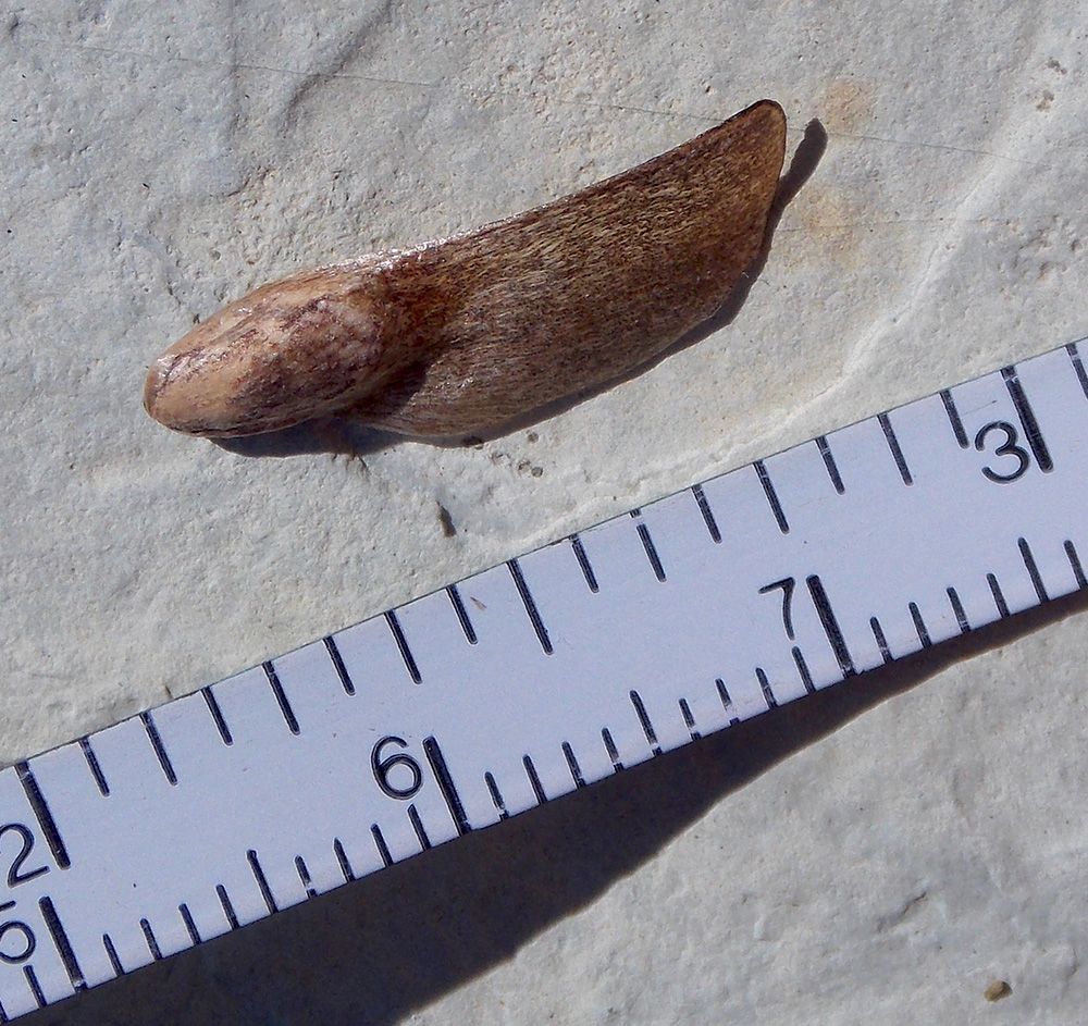 Image of Pinus pallasiana specimen.