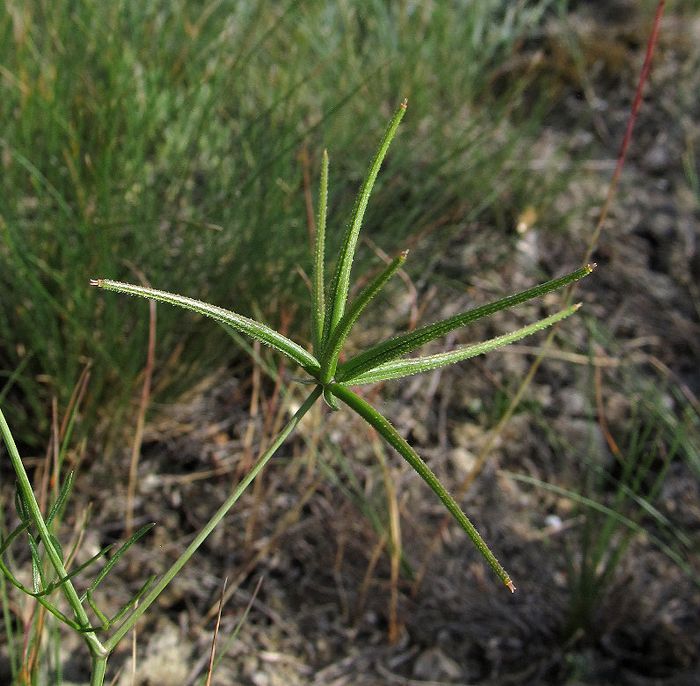 Image of Scandix australis specimen.